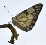 FSC_9629.jpg