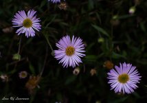 Triple daisy-.jpg