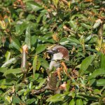 DSC_9011.jpg