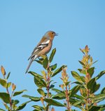DSC_9034.jpg