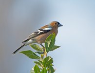 DSC_9023.jpg