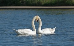 DSC_9096.jpg