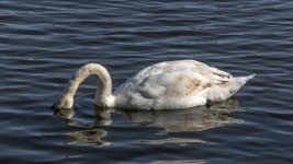 DSC_2085.jpg