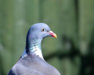 DSC_0089.jpg