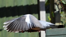 DSC_0110.jpg
