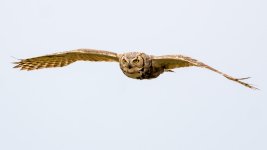 OwlFlight-1.jpg