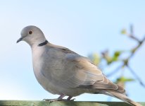 DSC_0128.jpg