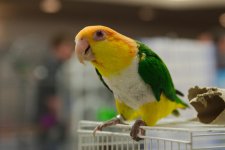 _DSC0501-EDM Parrot Show__-0131-2nd Set Parrot Pics_-0018.jpg
