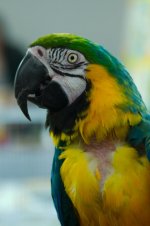 _DSC0640-EDM Parrot Show__-0057-2nd Set Parrot Pics_-0001.jpg