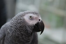 _DSC0351-EDM Parrot Show__-0227-EDM Parrot Show___-0015.jpg