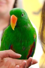 _DSC0486-EDM Parrot Show__-0144-EDM Parrot Show___-0011.jpg