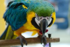 _DSC0492-EDM Parrot Show__-0140-EDM Parrot Show___-0010.jpg