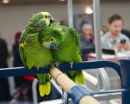_DSC0516-EDM Parrot Show__-0121-EDM Parrot Show___-0009.jpg
