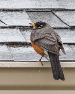 Soggy Robin-0761.jpg