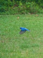 DSC_0138.jpg