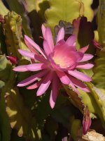 Cactus.jpg