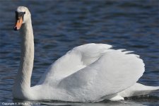 1_Swan.jpg