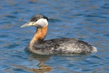 1_RedNeckGrebe.jpg