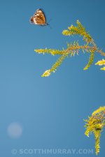 20150425-20150425-SHM_8710.jpg