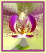 Purple Orchid.jpg