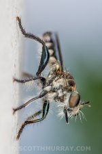 20150427-20150427-SHM_8806-Edit.jpg