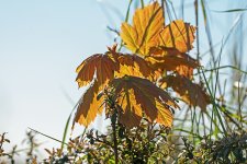 DSC_9140.jpg