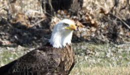 DSC_0385.jpg