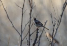 DSC_0578.jpg