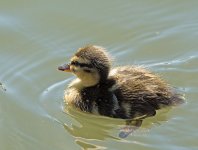 DSC_9259.jpg