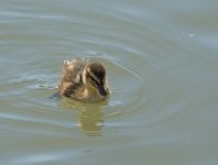 DSC_9254.jpg