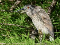 BlackHeron3.jpg