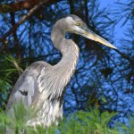 BlueHeron.jpg