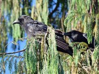 Crow2.jpg