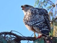 Hawk3.jpg