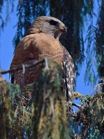 Hawk5.jpg