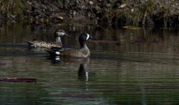 DSC_1045.jpg