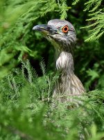 BlackHeron6.jpg