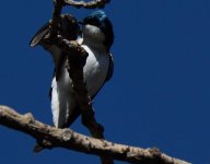 DSC_1051.jpg