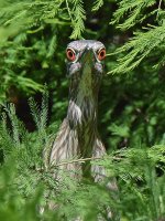 BlackHeron5.jpg
