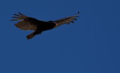 DSC_1114.jpg