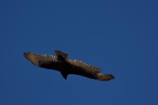 DSC_1118.jpg