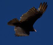DSC_1120.jpg