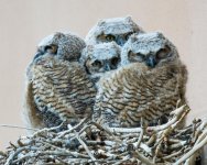 Owlets3-1.jpg