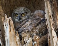 Owlets3-3.jpg