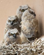 Owlets3-2.jpg