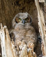 Owlets3-4.jpg