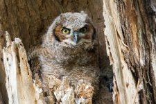 Owlets3-5.jpg
