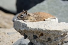 BeachSquirrel-1.jpg