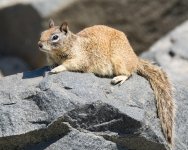BeachSquirrel-3.jpg