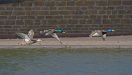 DSC_9322.jpg